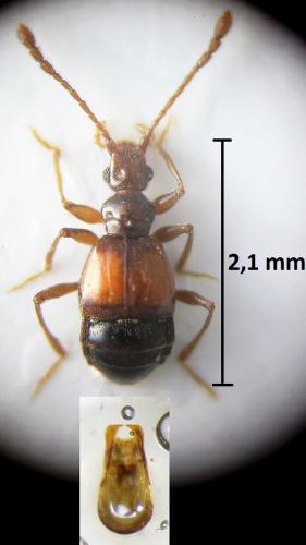 Réf. 223 548 : Rybaxis longicornis